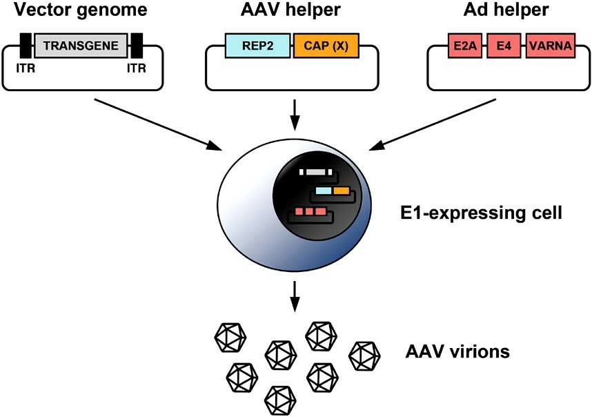 Production of AAV by triple transfection