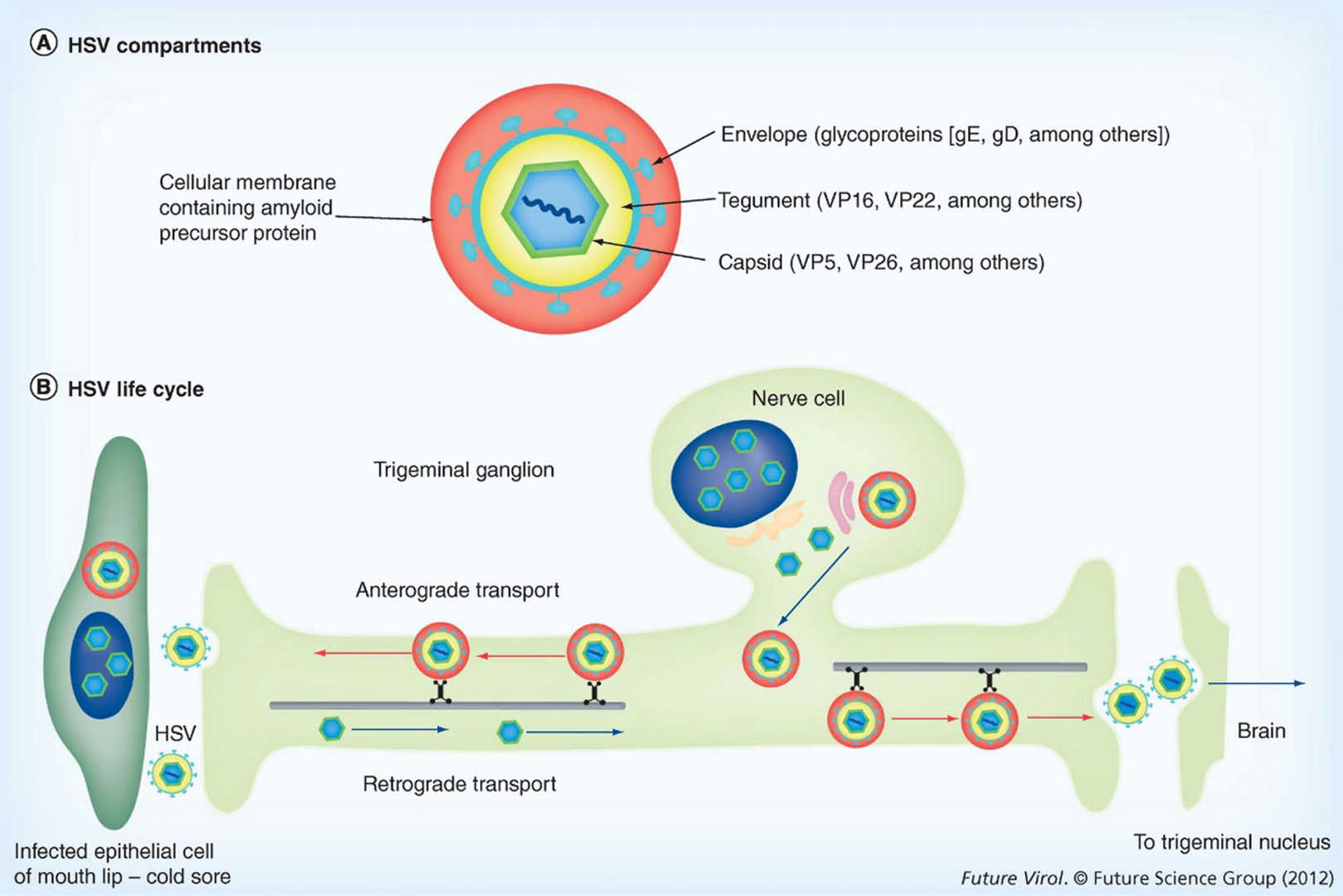 The HSV-1 virus consists of an envelope, a subenvelope, and a capsid and is mainly transmitted by close contact. (OA Literature)