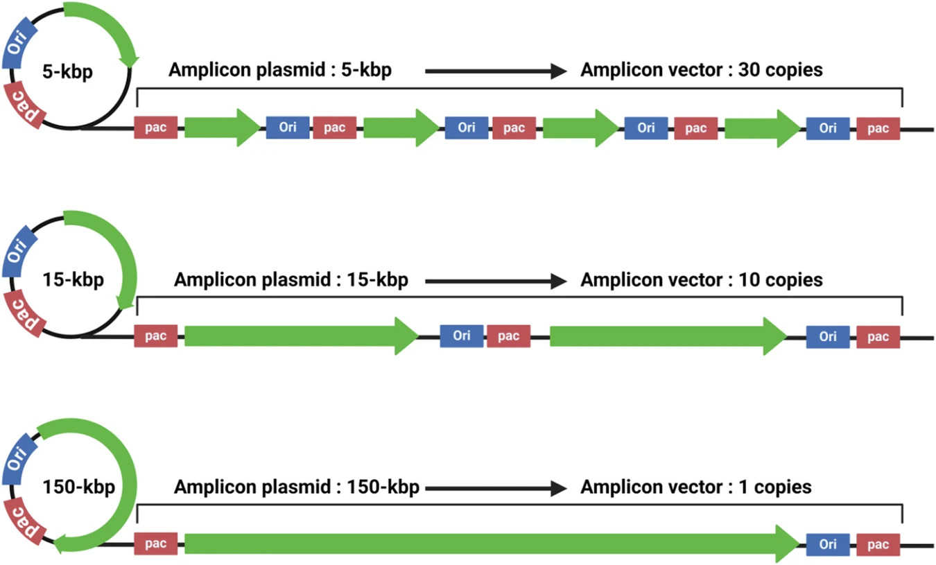 The amplicons used different carrying forms for different sizes of plasmids. If the plasmid was small, the tandem repeat form was used to carry multiple copies, and the gene expression was strong. If the plasmid is large, it carries only a single copy of the gene. (OA Literature)