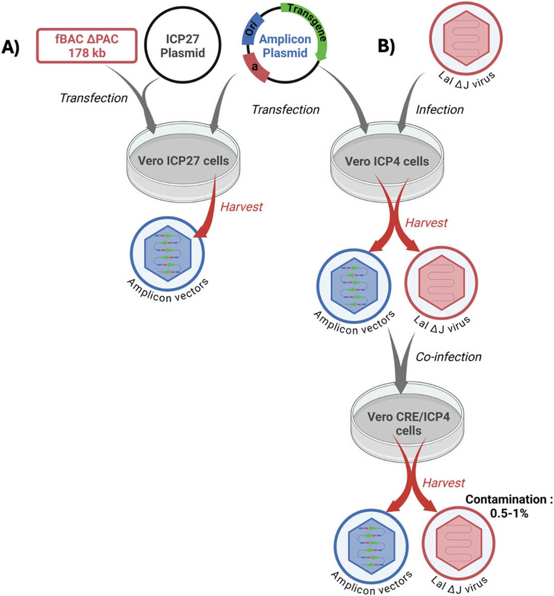 Amplicon vector production systems, the first (A) system is based on cotransfection of the amplicon plasmid with BAC, and the second system is based on conditional deletion of the pac sequence of the helper viral genome by site-specific recombination. (oa literature)