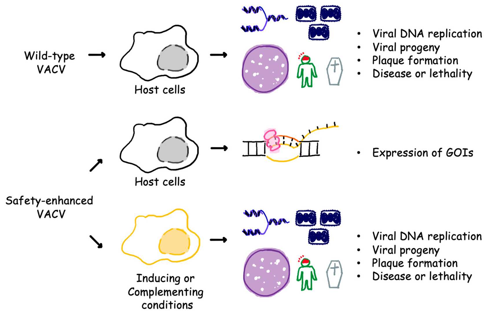 Vaccinia virus with additional safety functions cannot be propagated in host cells. Wild-type VACV lacking built-in safety mechanisms can establish active infection. (OA Literature)
