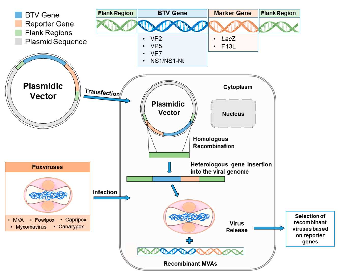 The homologous recombination process occurs in the cytoplasm of eukaryotic cells that are simultaneously infected with a viral vector and transfected with a plasmid vector encoding the target BTV gene and the marker gene. (OA Literature)