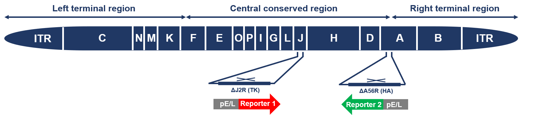 The reported protein-encoded oncolytic vaccinia virus (eGFPA56R-mCherryJ2R) is based on the oncolytic vaccinia virus encoded by egfp and mCherry, but lacks A56R and J2R. (Creative Biolabs Original)