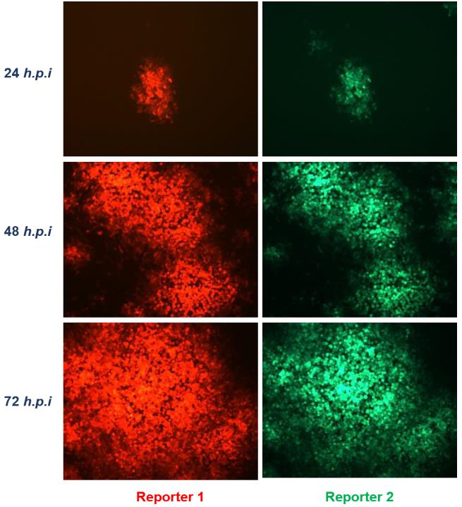 The protein-encoded oncolytic vaccinia virus (eGFPA56R-mCherryJ2R) is an oncolytic vaccinia virus encoded by egfp and mCherry. After infecting tumor cells, it can express the corresponding green and red fluorescent proteins. (Creative Biolabs Original)