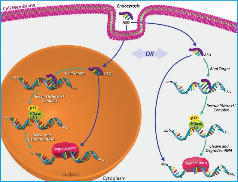The mechanism of RNase H1-activating ASOs activity.