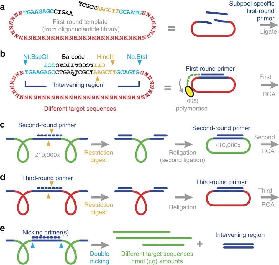 The structure of cyclic oligonucleotides can be utilized to achieve selective amplification of oligonucleotides, and non-target sequences can also be removed. (OA Literature)