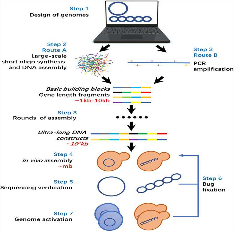 A universal workflow from gene design to gene synthesis. (OA Literature)