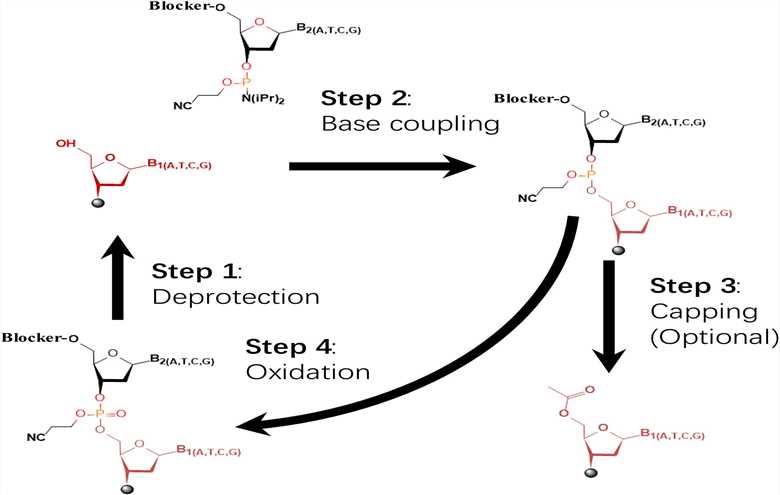 The most widely used four-step phosphoramidite chemical method in commercial oligonucleotide synthesis. The synthesis steps include four steps: deprotection, base conjugate, capping, and oxidation. Synthesis is carried out in the direction from 3 'to 5'. (OA Literature)