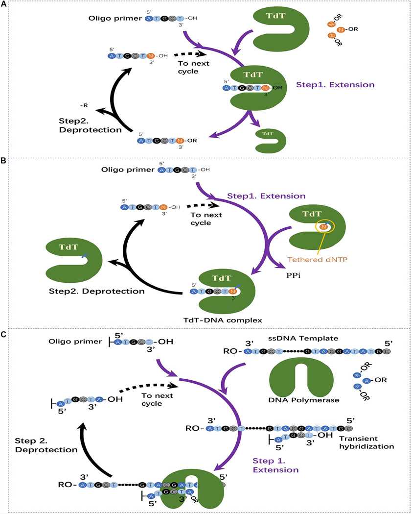 Three commonly used enzymatic oligonucleotide synthesis methods at present. Two-step extension synthesis of DNA oligonucleotides using TdT and dNTP; Two-step extension synthesis of DNA oligonucleotides using TdT-dNTP conjugates; Template-dependent polymerase-mediated oligonucleotide synthesis through transient hybridization and chemically blocked substrates. (OA Literature)