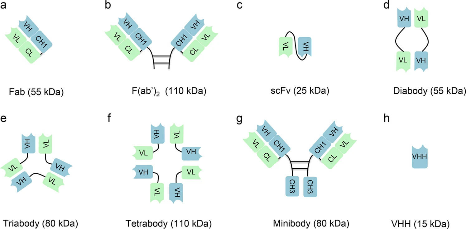 Antibody fragments and derivative forms approved by the FDA for clinical use. (OA Literature)