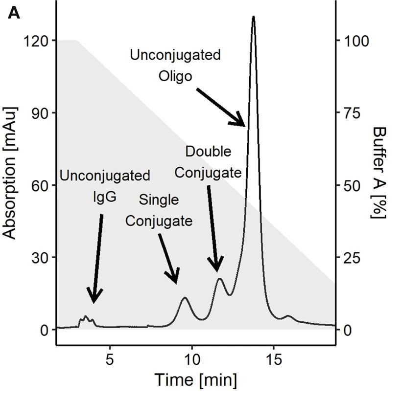 A typical IEX chromatogram example of click conjugate reactions of single and double oligonucleotide antibody conjugate obtained using anion exchange columns. (OA Literature)