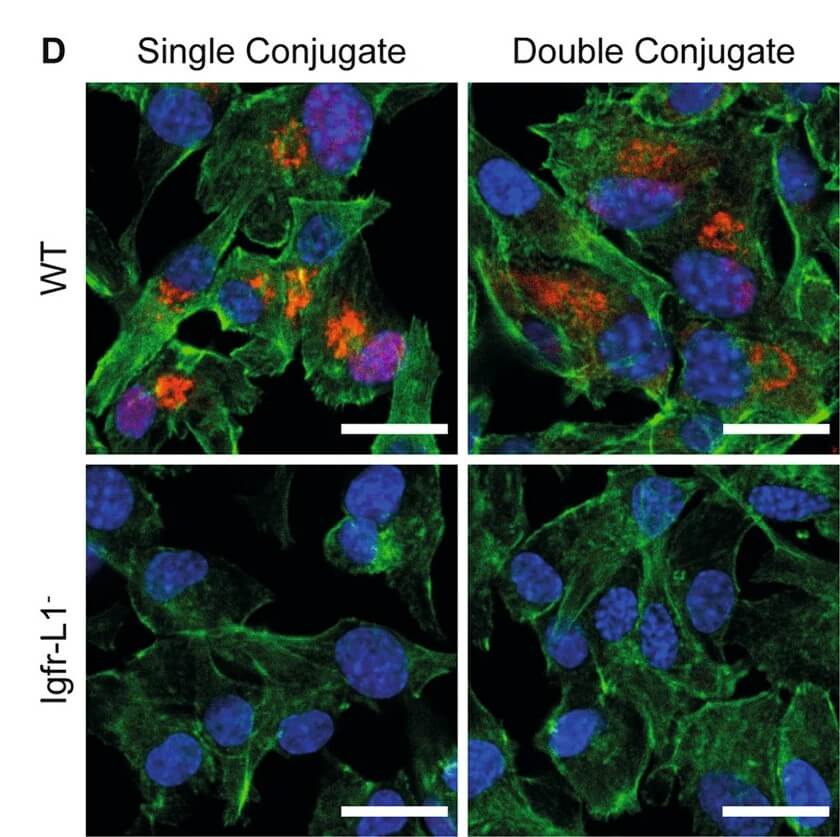 IF images of oligonucleotide conjugate anti-IGFR-L1 antibodies in wild-type and anti-IGFR-L1 knockout Min6 cells. (OA Literature)