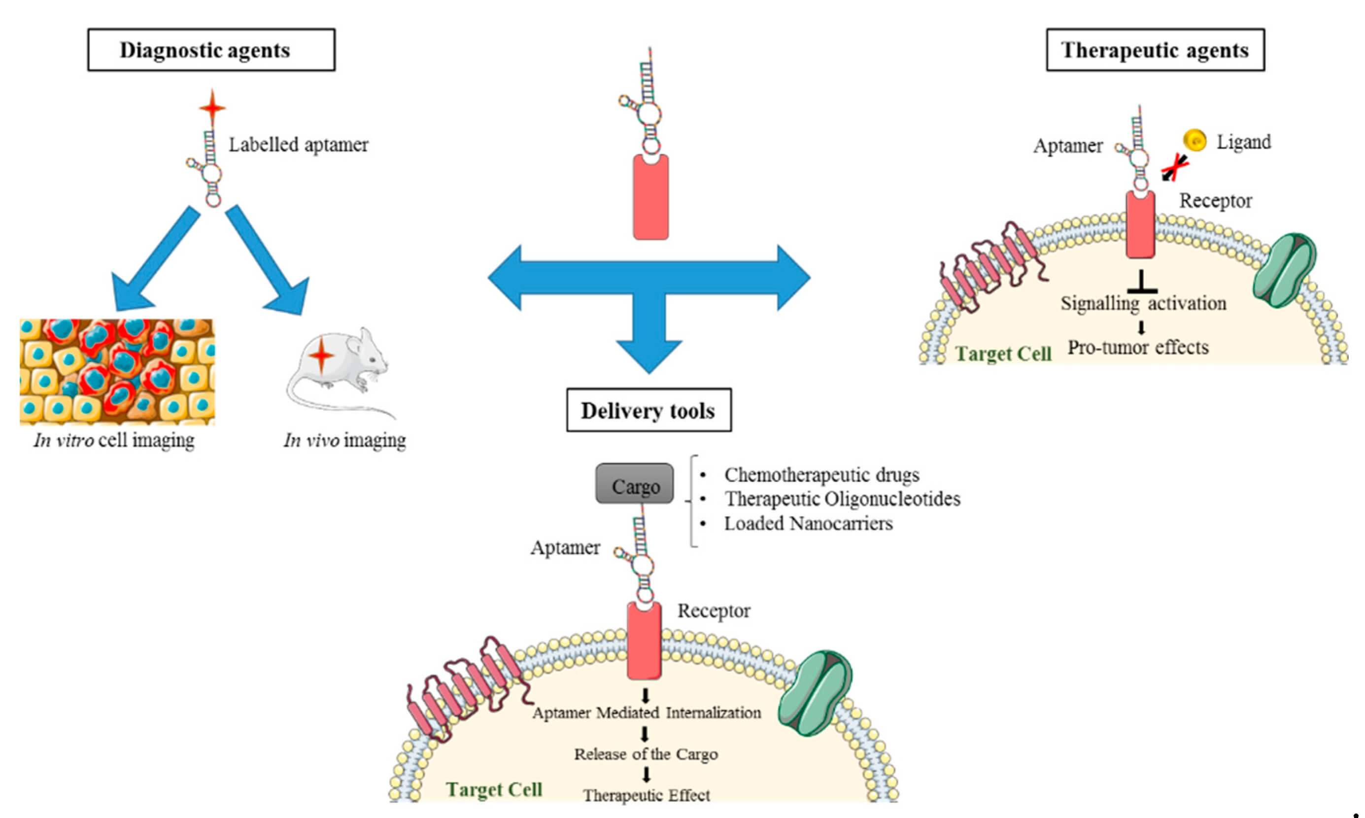 Aptamers show great potential as diagnostic and therapeutic tools and as delivery carriers of secondary therapeutics. (OA Literature)