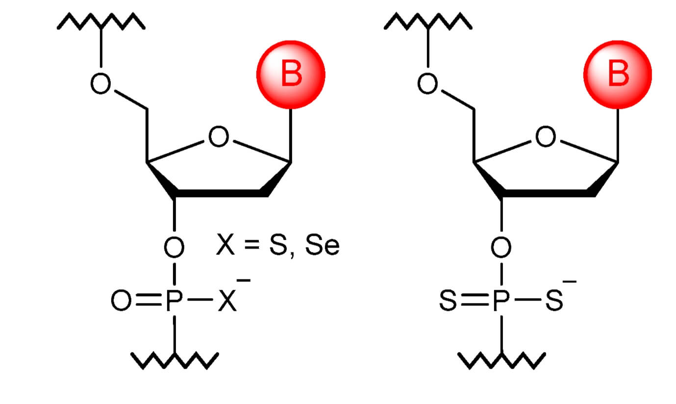 Unbridged oxygen atoms can be substituted with sulfur to obtain thiophosphate monomers. If both unbridged oxygen atoms are substituted with sulfur, dithiophosphate monomers are obtained. (OA Literature)