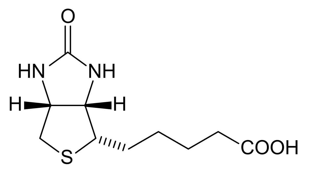 The most fundamental chemical structure of biotin.