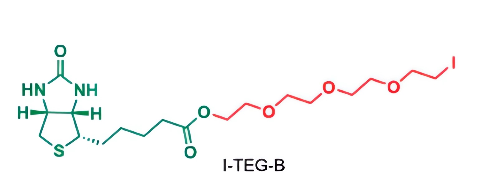 Biotin and TEG diiodide (I-TEG-I) undergo esterification reaction to obtain biotin-TEG-iodide. (OA Literature)