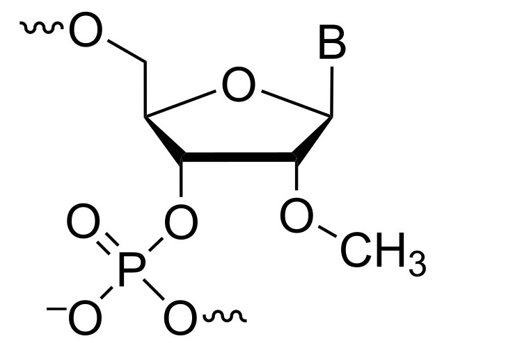 2'-O-alkyl-modified structure: 2'-O-methoxy RNA (2'-O-ME RNA). (OA Literature)