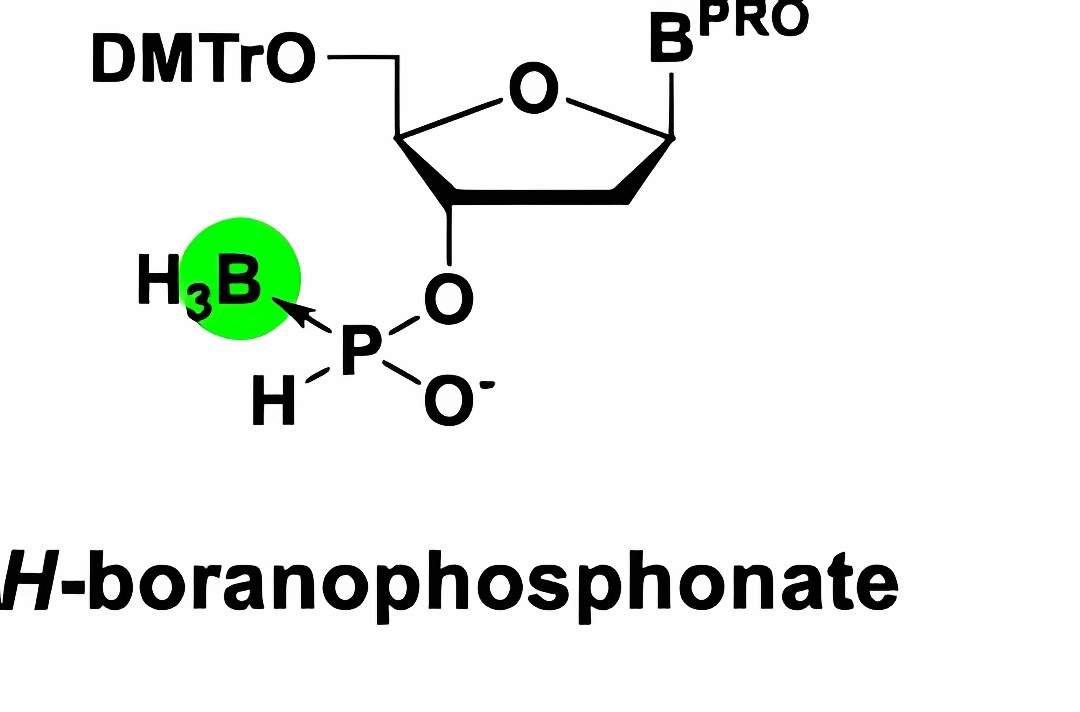 Boron-phosphate esters refer to the situation where the non-bridging oxygen atom of the PO bond in the phosphate diester bond is replaced by a boron-alkyl group. (Takahashi, et al., 2021)(OA Literature)