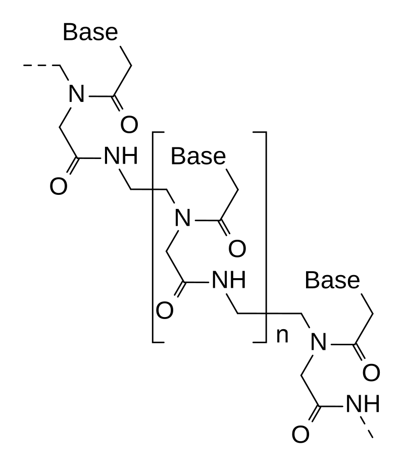 The chemical structural formula of peptide nucleic acids.