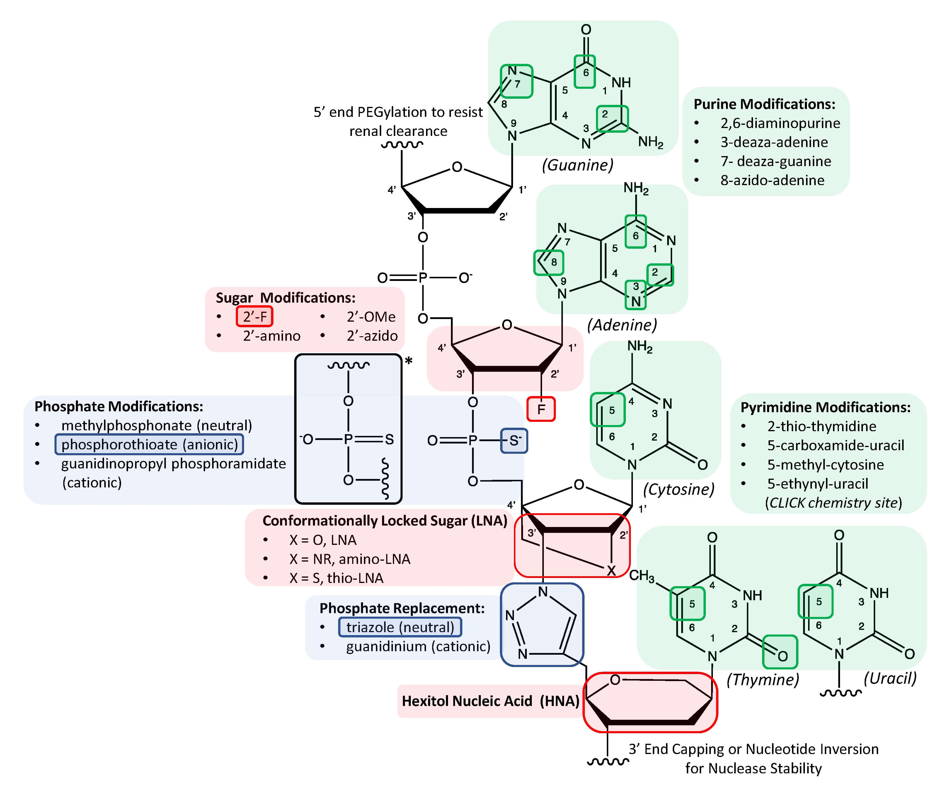 The schematic diagram shows various chemical modifications to the structure of deoxyribonucleic acid, ranging from simple site-specific atomic substitution to alteration of the natural structure. (OA Literature)