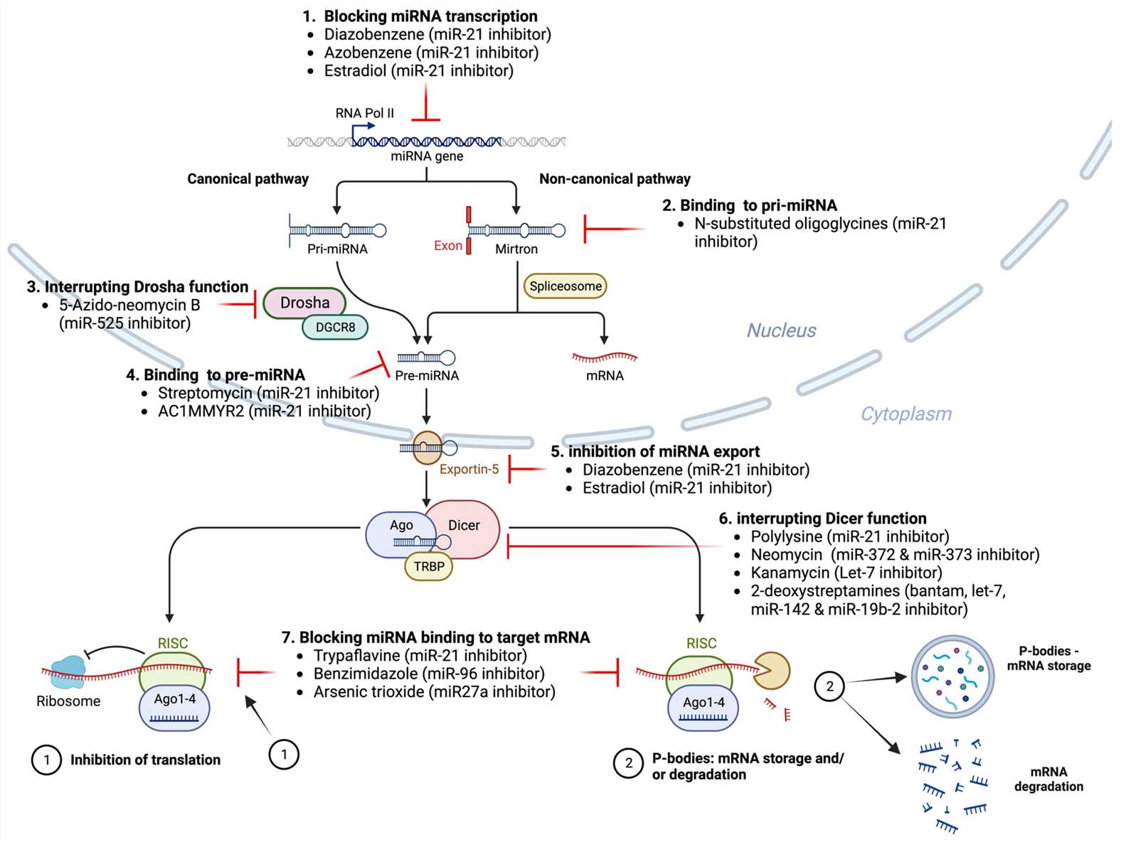 Small molecule inhibitors of various miRNAs, which have different chemical structures and mechanisms of action, can interfere with the entire miRNA biosynthesis process, including processing, maturation, and function. (OA Literature)