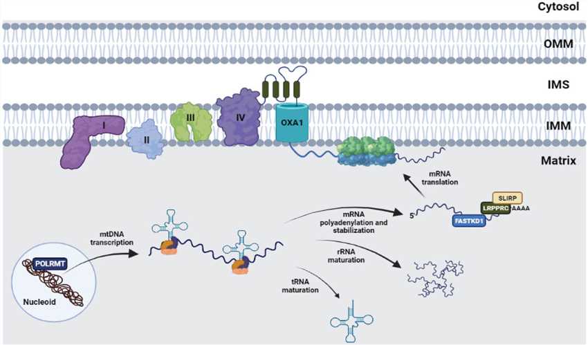 Mitochondrial DNA (mtDNA) core proteins and peripheral proteins, along with other factors, are jointly involved in the organization, stability, and communication of mtDNA. The original polycistronic transcripts undergo extensive maturation to produce mitochondrial tRNA, rRNA, and mRNA. mRNA encodes 13 kinds of polypeptides, all of which are members of the respiratory chain. (OA Literature)