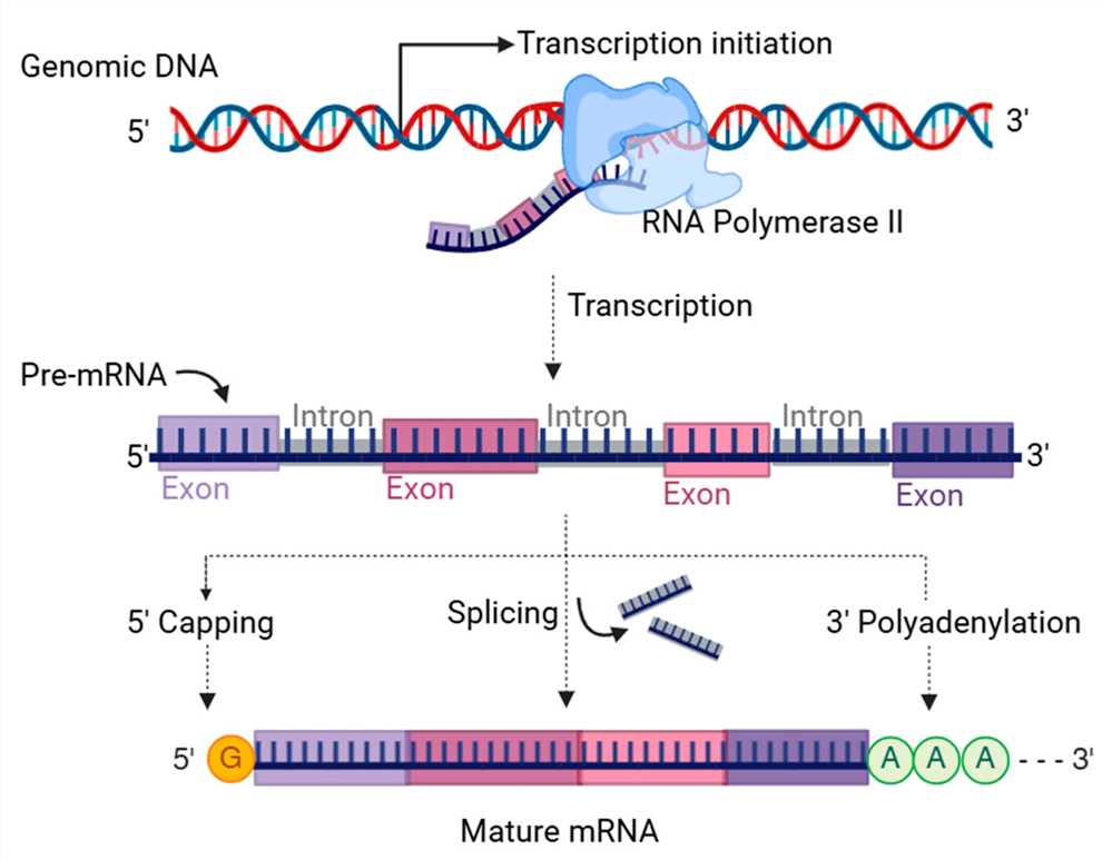The transcription and post-transcriptional processing of precursor mRNA involves RNA polymerase II helping genes transcribe into precursor mRNA. Introns are removed from the precursor mRNA through splicing. The process of capping at the 5 'end and polyadenylation at the 3' end of precursor mRNA. (OA Literature)