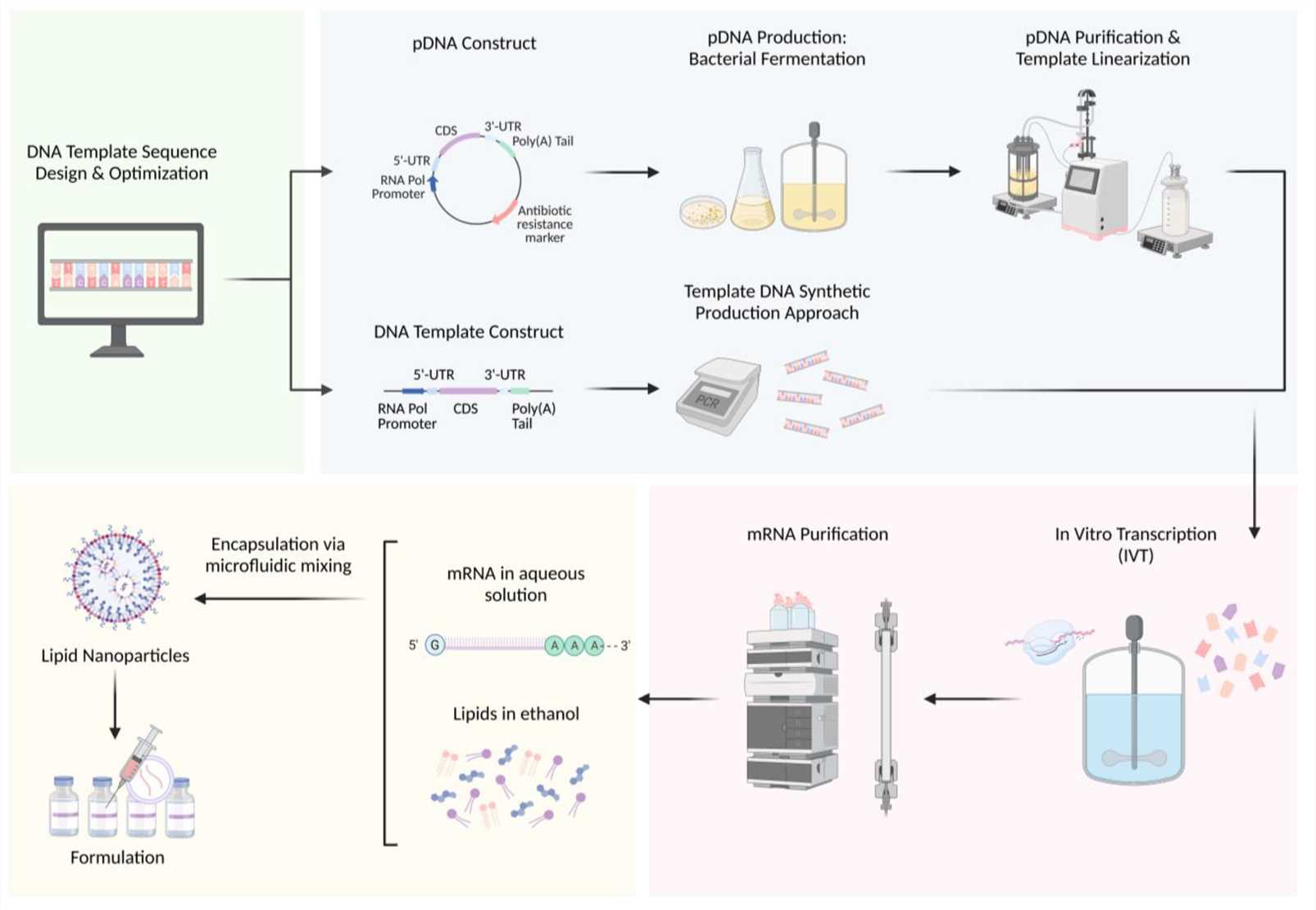 The production process of mRNA: (1) Design and optimization of DNA template sequences, (2) production and purification of DNA templates using bacterial fermentation or synthesis methods, (3) synthesis of mRNA through IVT, (4) purification of mRNA, and (5) packaging for transportation and storage. (OA Literature)