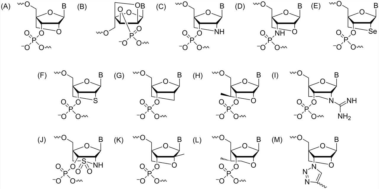 Common molecular structure diagrams of BNA, including LNA C2' -amino-LNA, 3' -amino-2 ',4'-LNA, selenium-based -LNA, etc. (OA Literature)