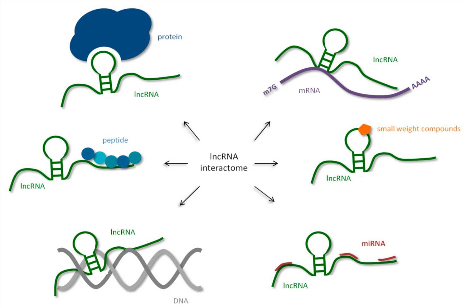 Human lncRNA can interact with biomolecules such as mRNA, DNA, protein, short peptides, and miRNA. (OA Literature)