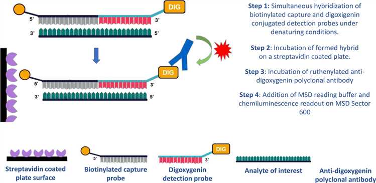 The POE detection method using plate oligonucleotides mainly involves the following steps: capturing the probe after denaturation, incubation, secondary antibody incubation, and reading. (OA Literature)
