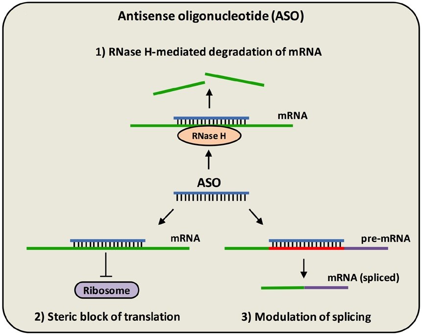 Gene regulation mechanisms mediated by antisense oligonucleotides (ASOs).