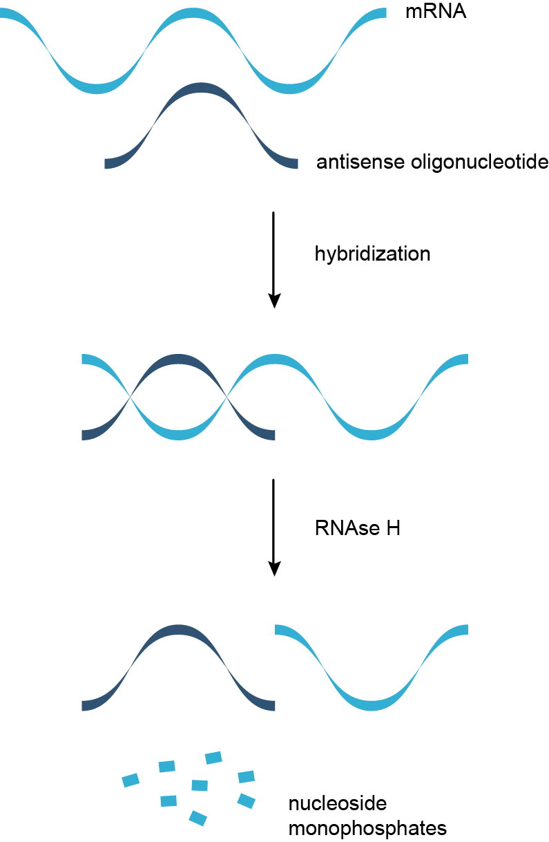 Mechanism of antisense oligonucleotides.