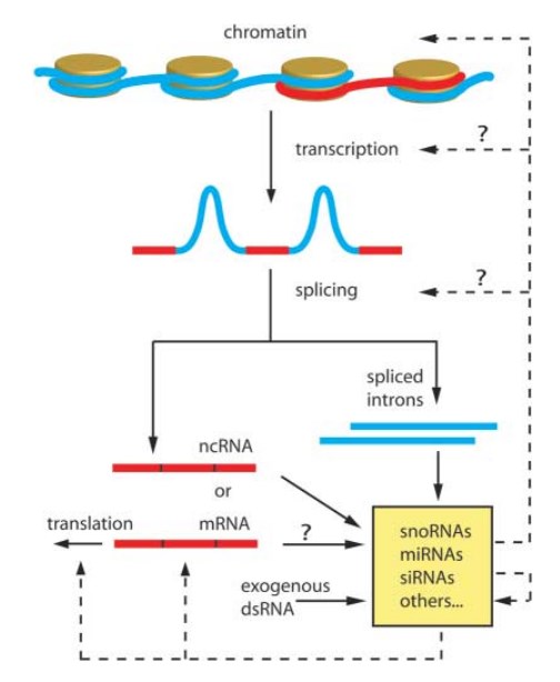 Regulatory networks involving small non-coding RNAs.