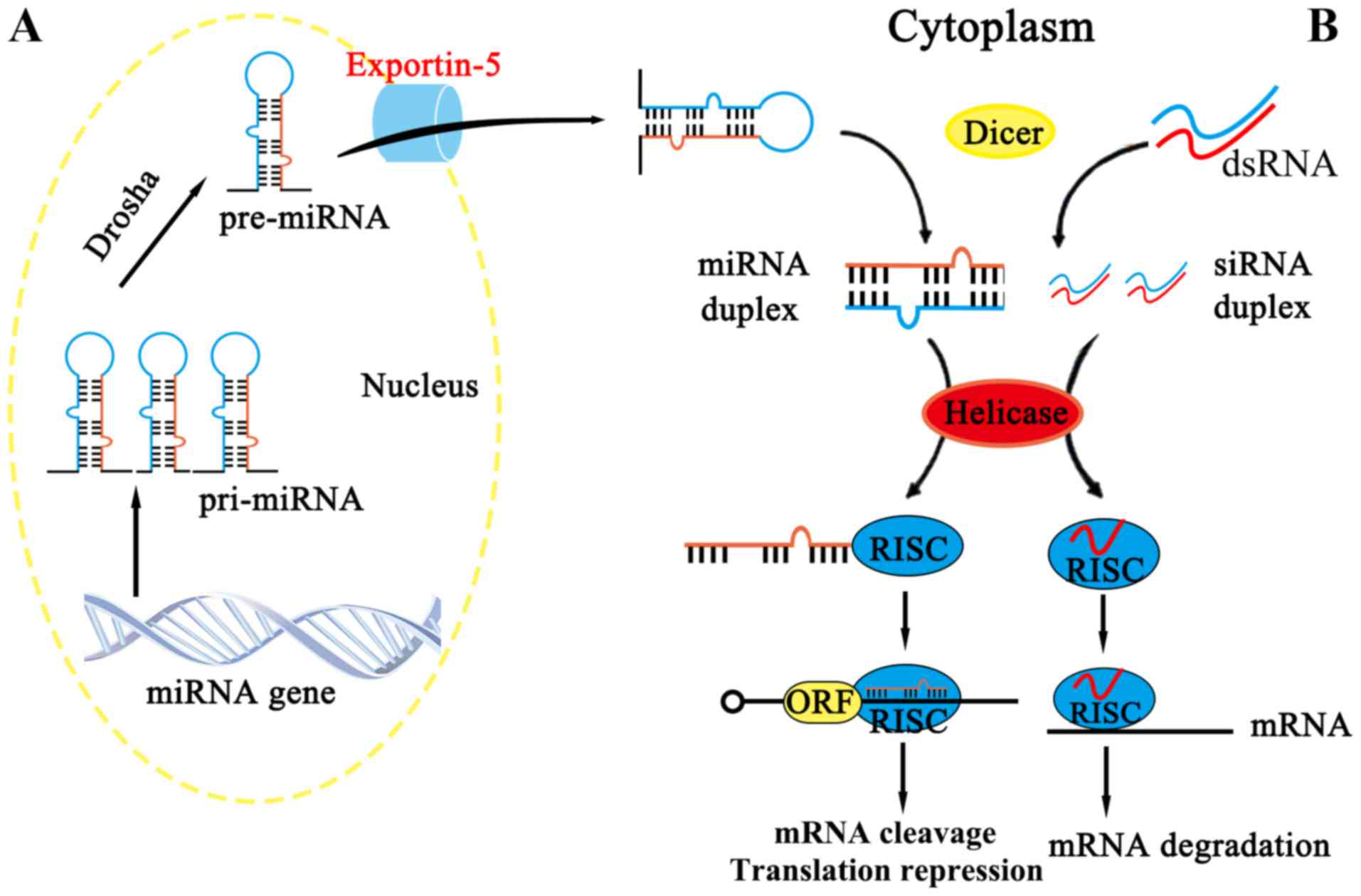 Non-coding RNAs as regulators in epigenetics.