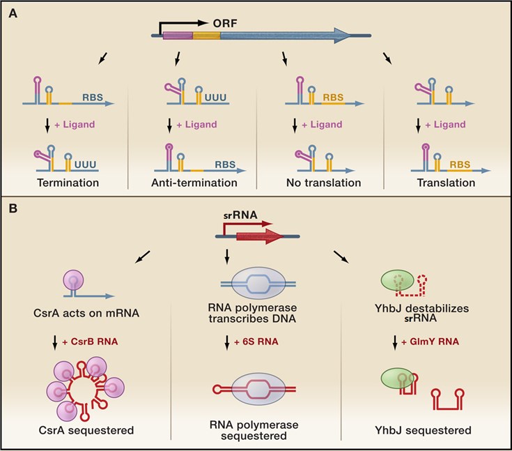 Gene arrangement and regulatory functions of ligand- and protein-binding srRNAs.