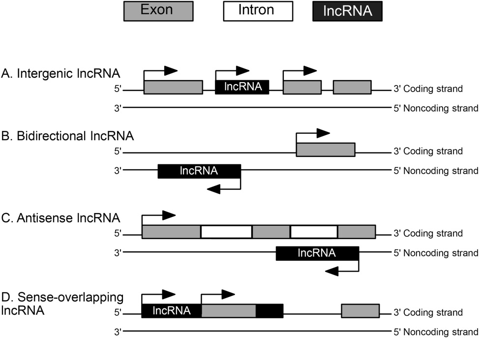 LncRNA classification based on genomic location.
