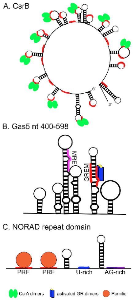 Protein sequestration by lncRNAs.