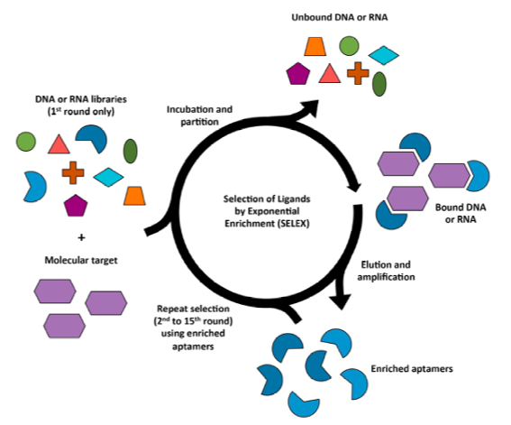 Schematic representation of SELEX.