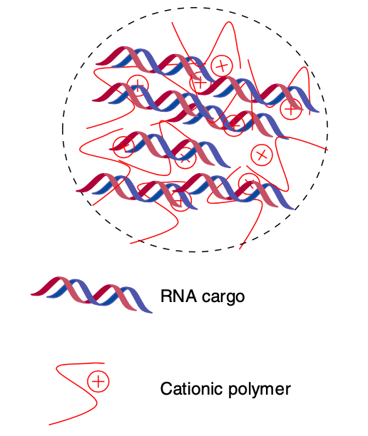 Polymeric nanoparticles comprising RNA and cationic polymer.