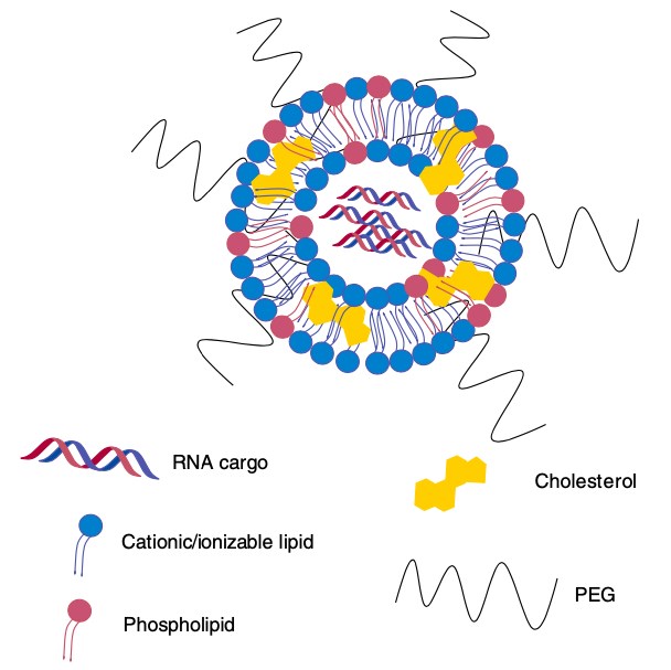 Lipid nanoparticles containing RNA.