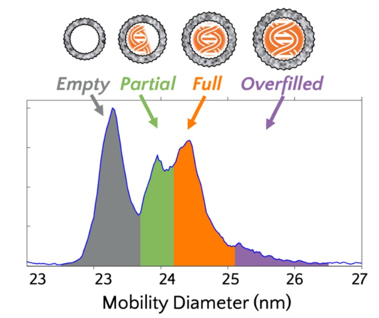Representative AAV spectrum showing empty, partial, full, and overfilled species. (Creative Biolabs Authorized)