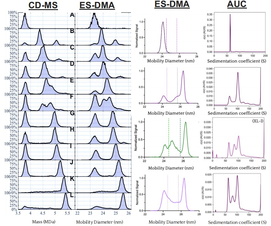 Different methods were used to characterize the AAV capsid, and the ES-DMA results showed consistency with the CD-MS and AUC results. (Creative Biolabs Authorized)