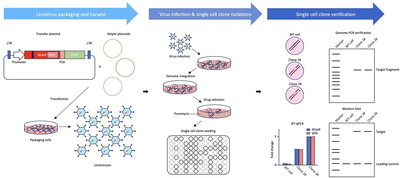 Workflow of custom dCas9-VPH overexpressing cell line development service. (Creative Biolabs Original)