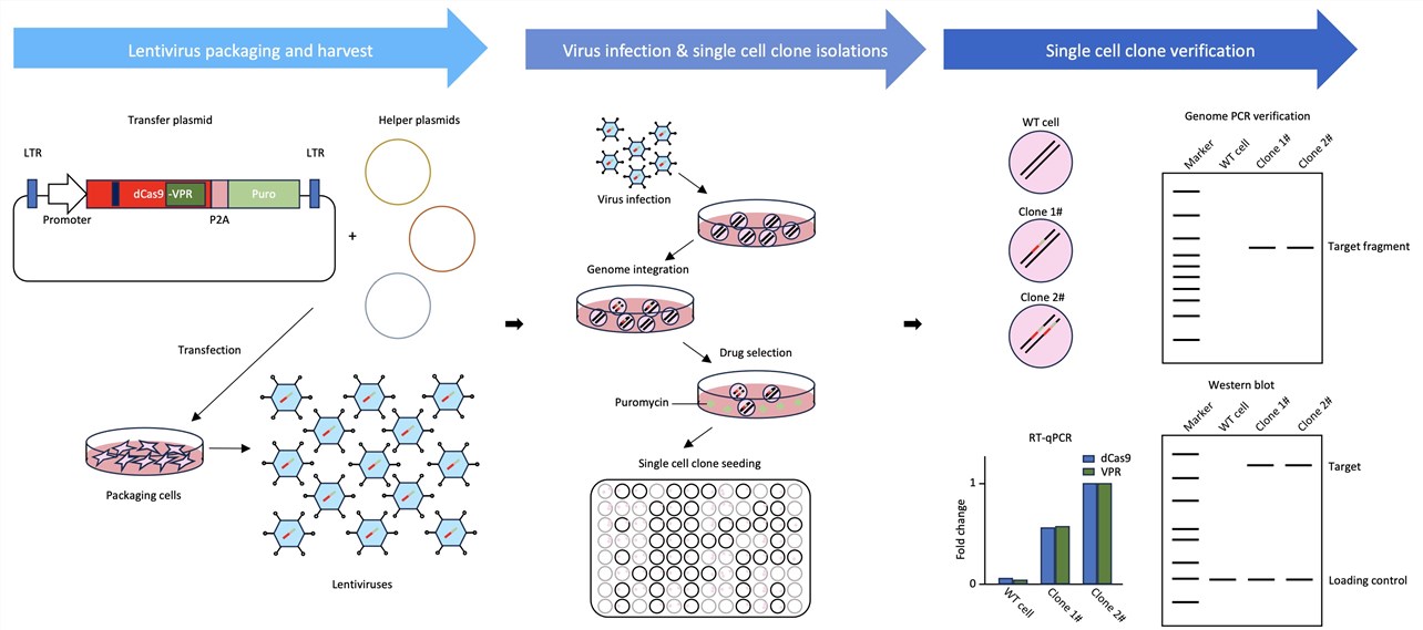 Workflow of custom dCas9-VPR overexpressing cell line development service. (Creative Biolabs Original)