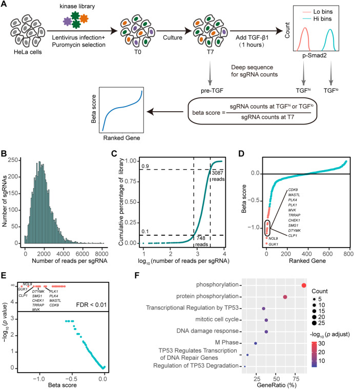 The workflow and quality control process of screening the entire kinase group using CRISPR KO technology. (OA Literature)