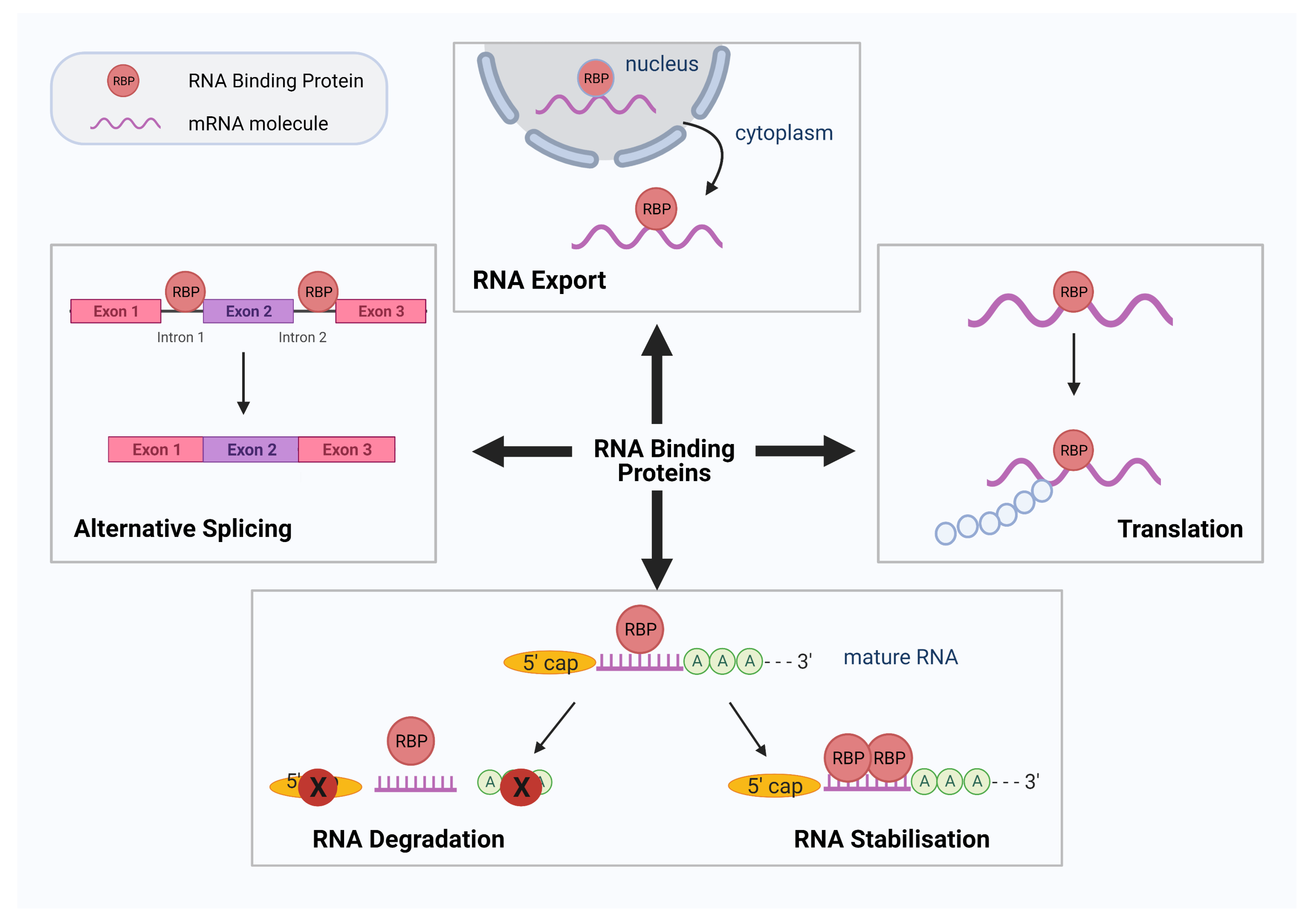 Schematic diagram summarizing the various roles of RNA binding proteins (RBPs). (OA Literature)
