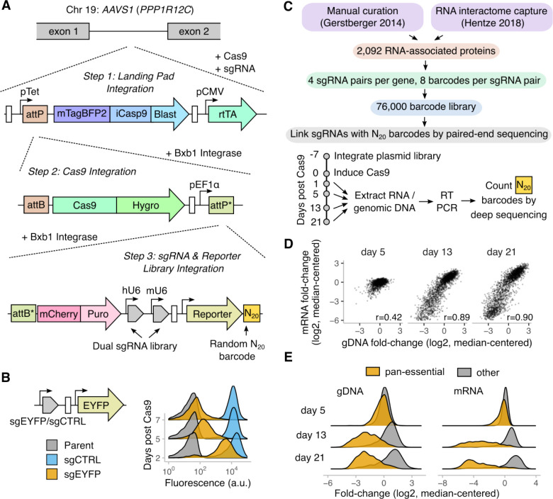 Schematic diagram of the screening progress of RNA-linked CRISPR (ReLiC) in human cells. (OA Literature)