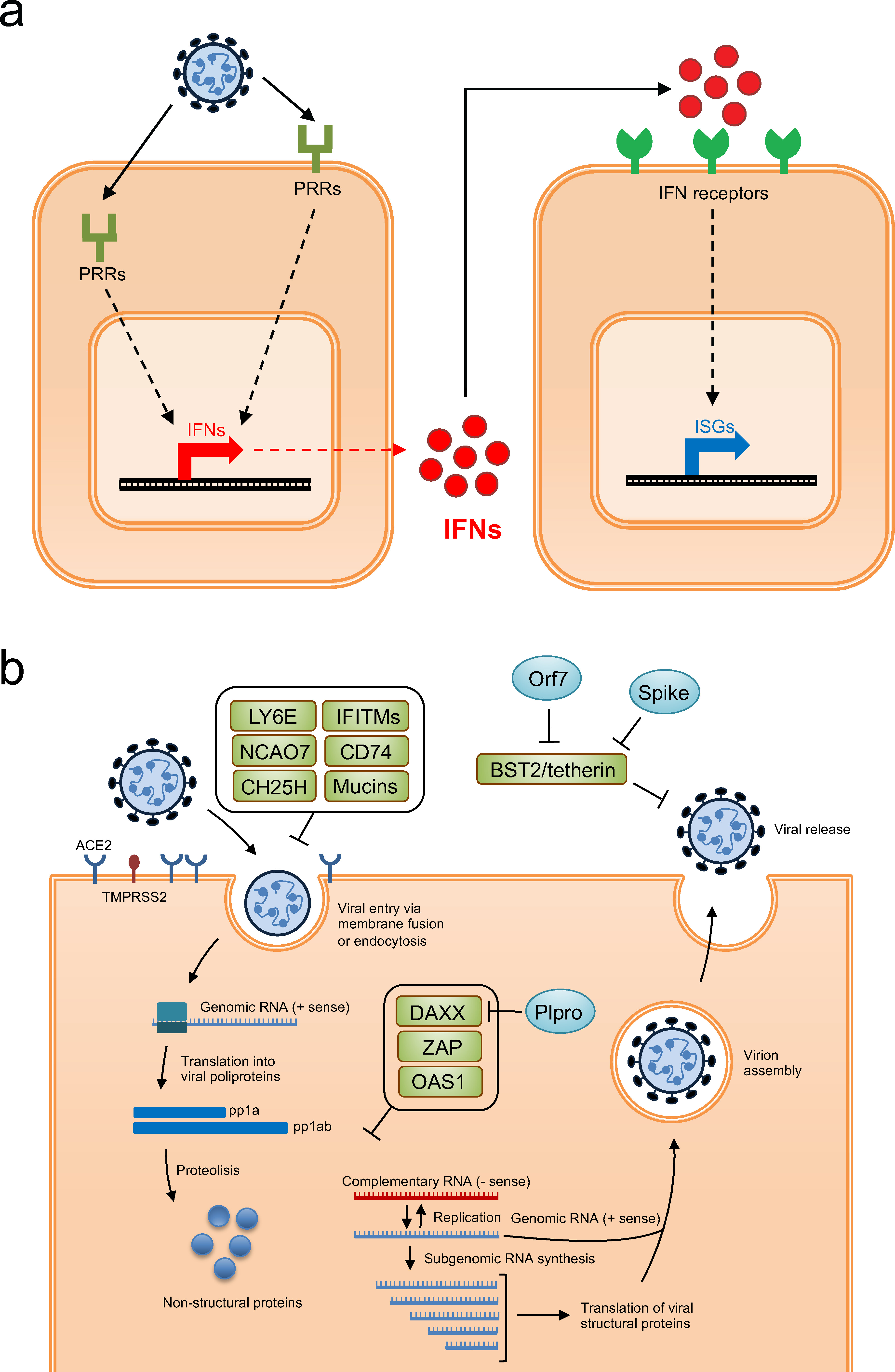 Schematic diagram of interferon reaction. (OA Literature)
