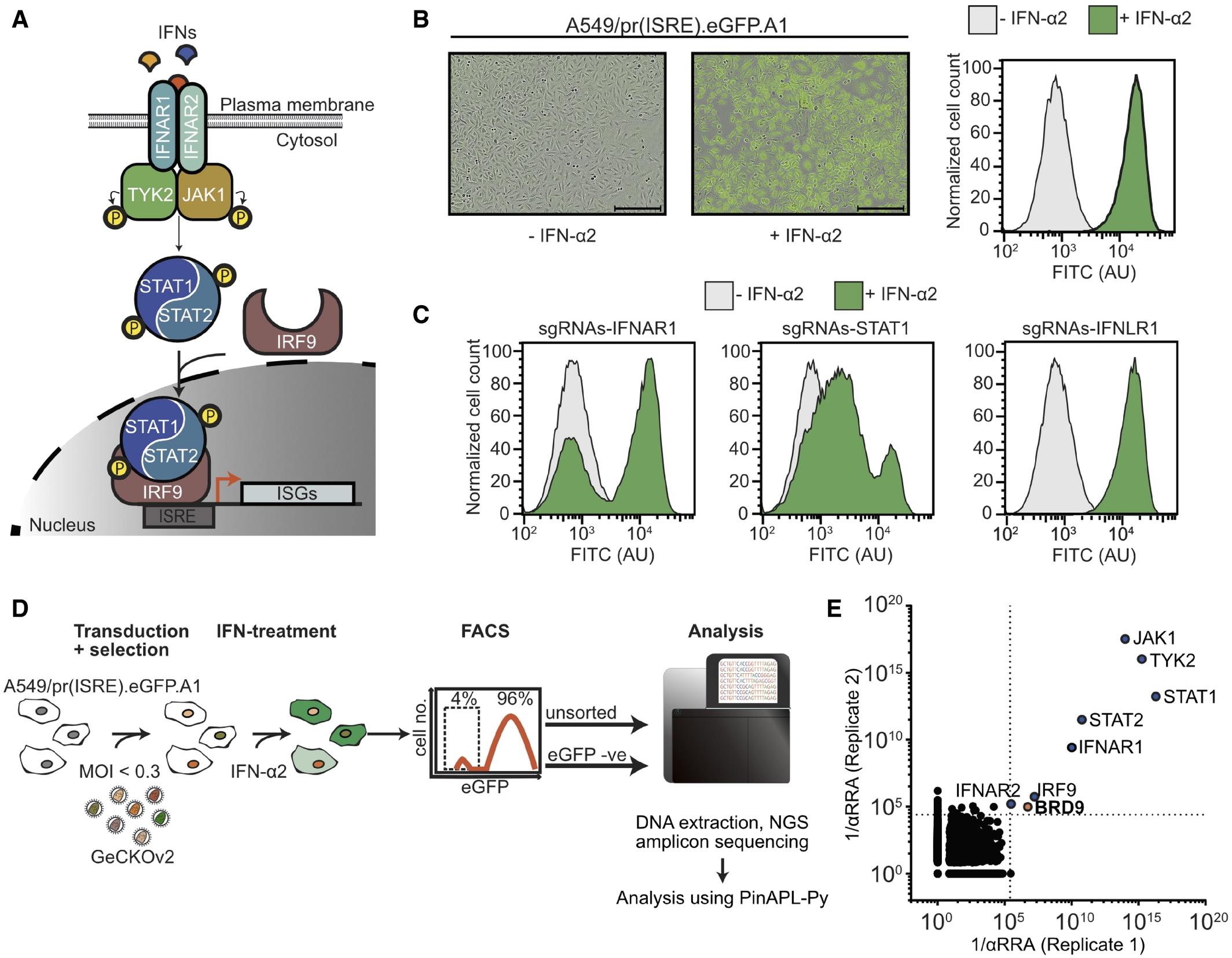 A genome-scale loss-of-function screen identifies human genes important for interferon-stimulated gene expression. (OA Literature)